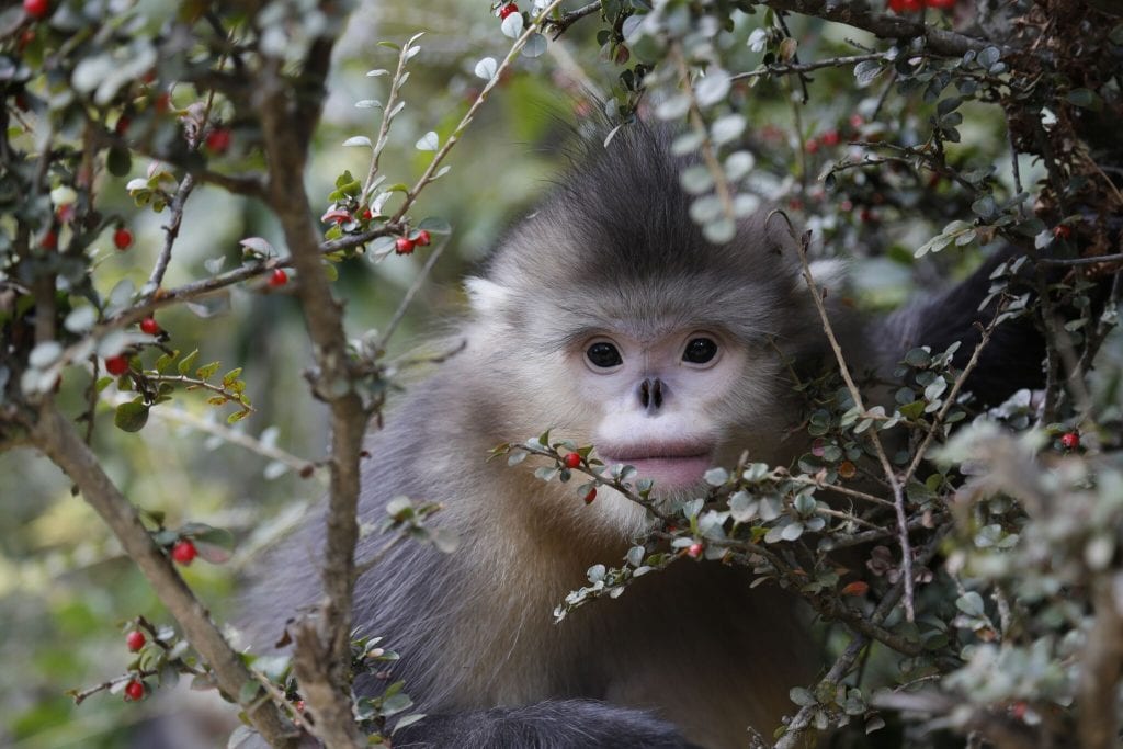 A Yunnan Snub Nosed Monkey in a tree from the Back from the Brink film.